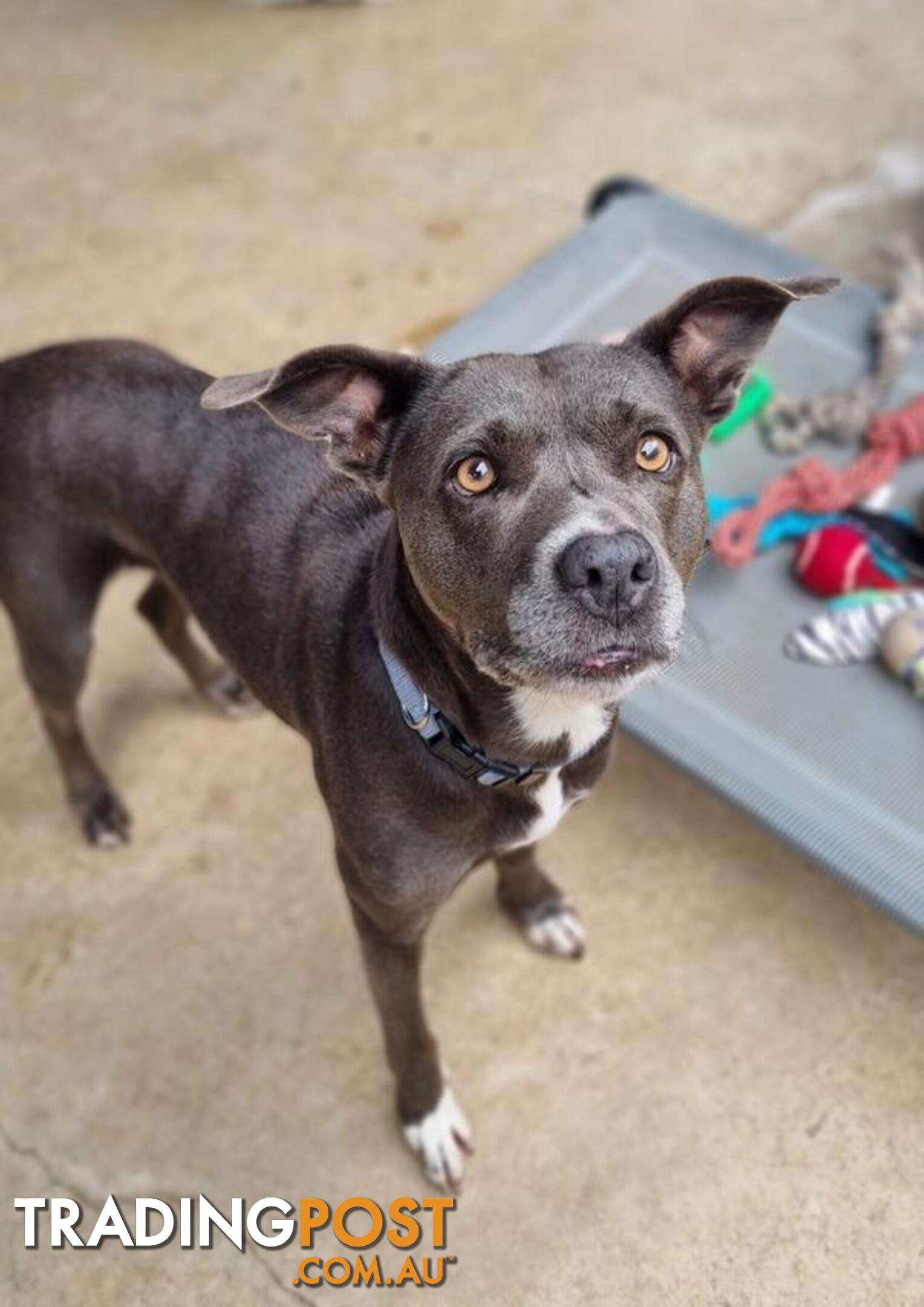 Felicia - Staffordshire Bull Terrier X, 1 Year 0 Months 3 Weeks (approx)