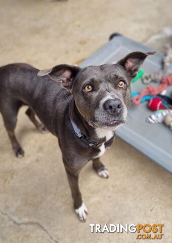 Felicia - Staffordshire Bull Terrier X, 1 Year 0 Months 3 Weeks (approx)