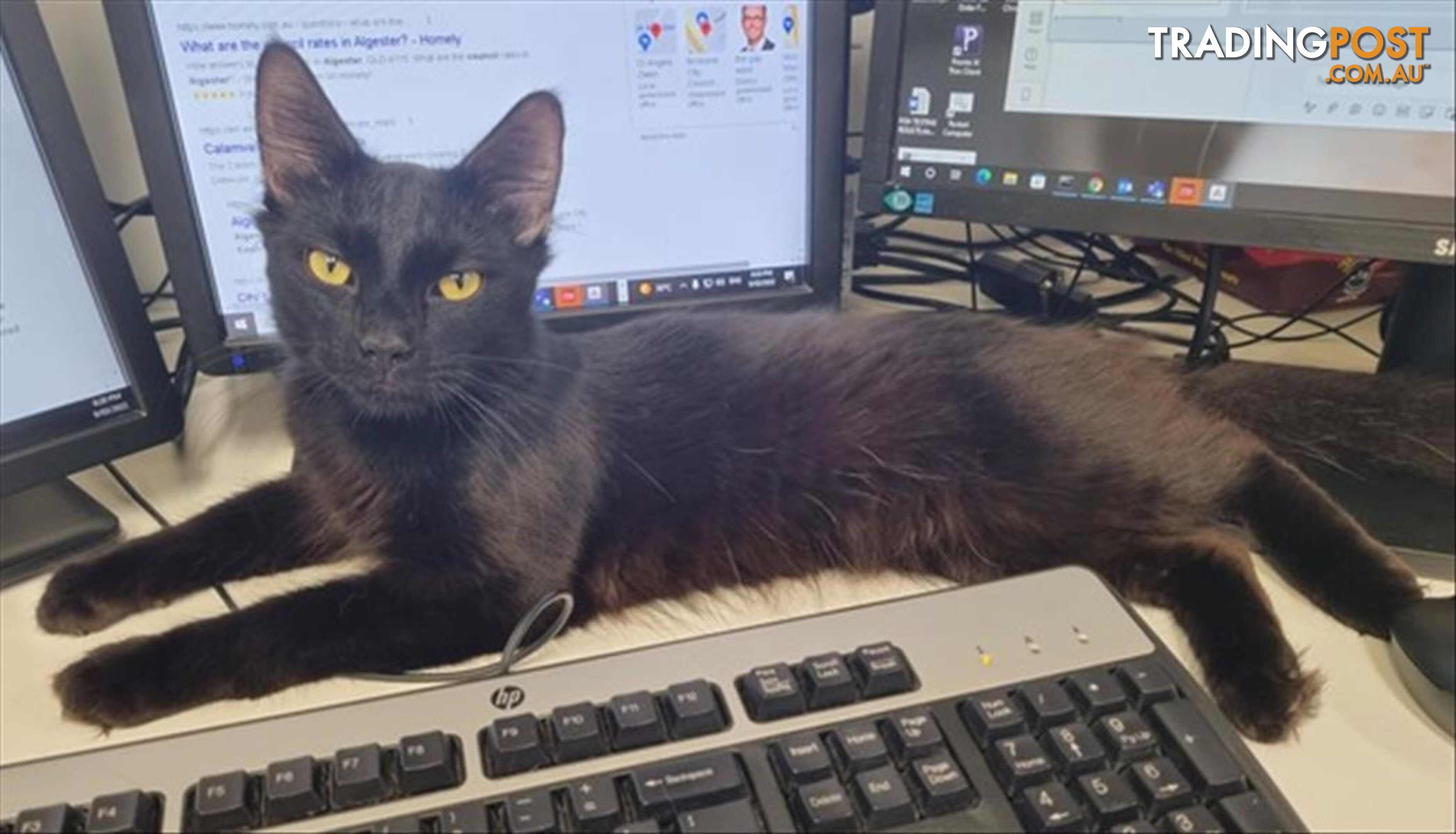 Hayden - Domestic Short Hair, 1 Year 0 Months 3 Weeks (approx)