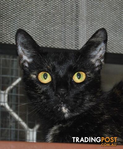 Charlotte - Domestic Short Hair, 1 Year 0 Months 1 Week (approx)