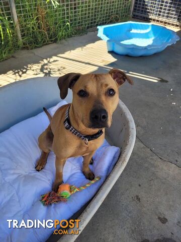 Carmela - Staffordshire Bull Terrier X, 0 Years 10 Months 1 Week (approx)