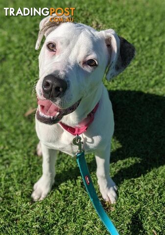 Diego - American Staffy, 0 Years 6 Months 2 Weeks