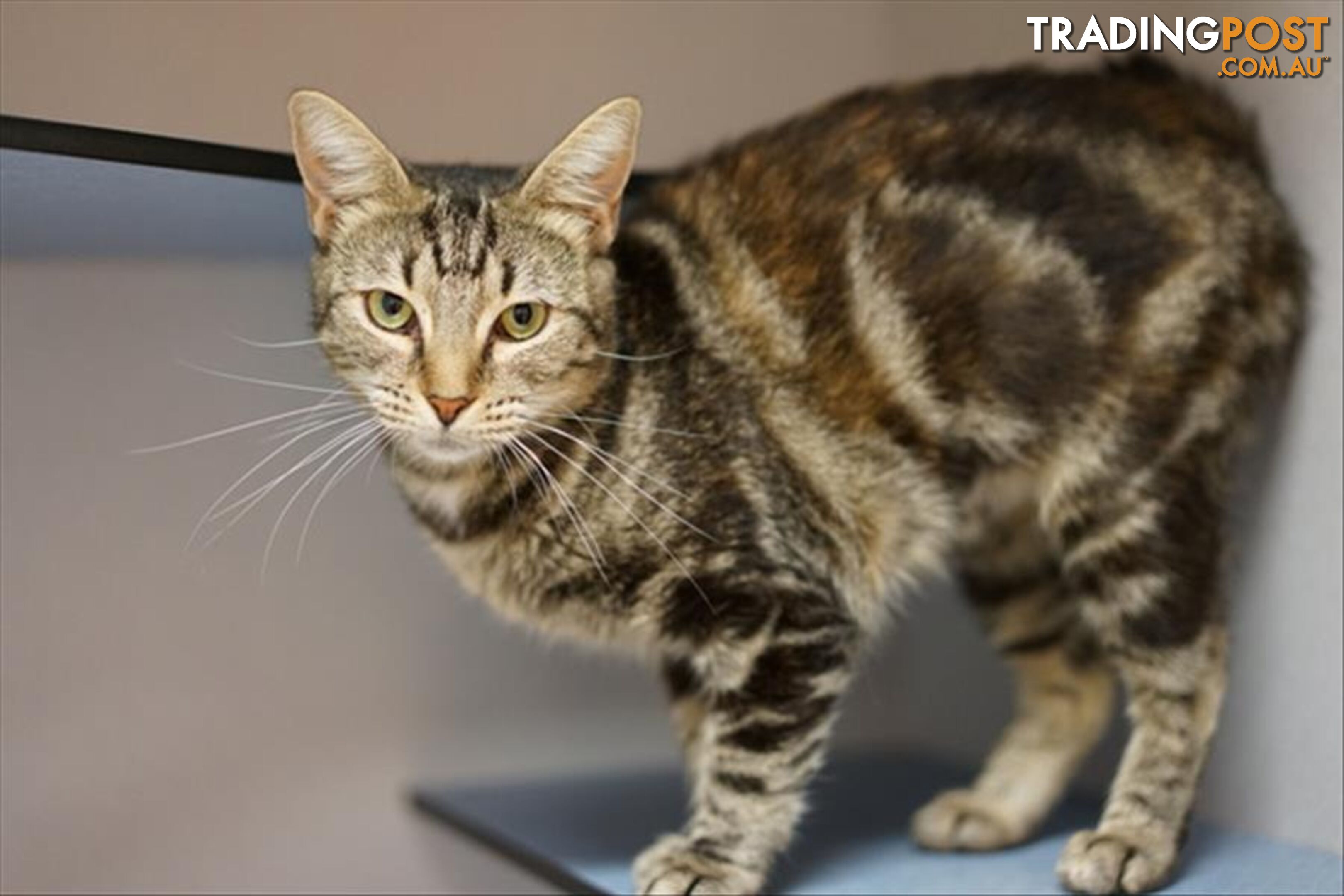 Marigold - Domestic Short Hair, 2 Years 10 Months 0 Weeks (approx)