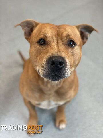 Ted - English Staffordshire Bull Terrier, 5 Years 2 Months 1 Week (approx)