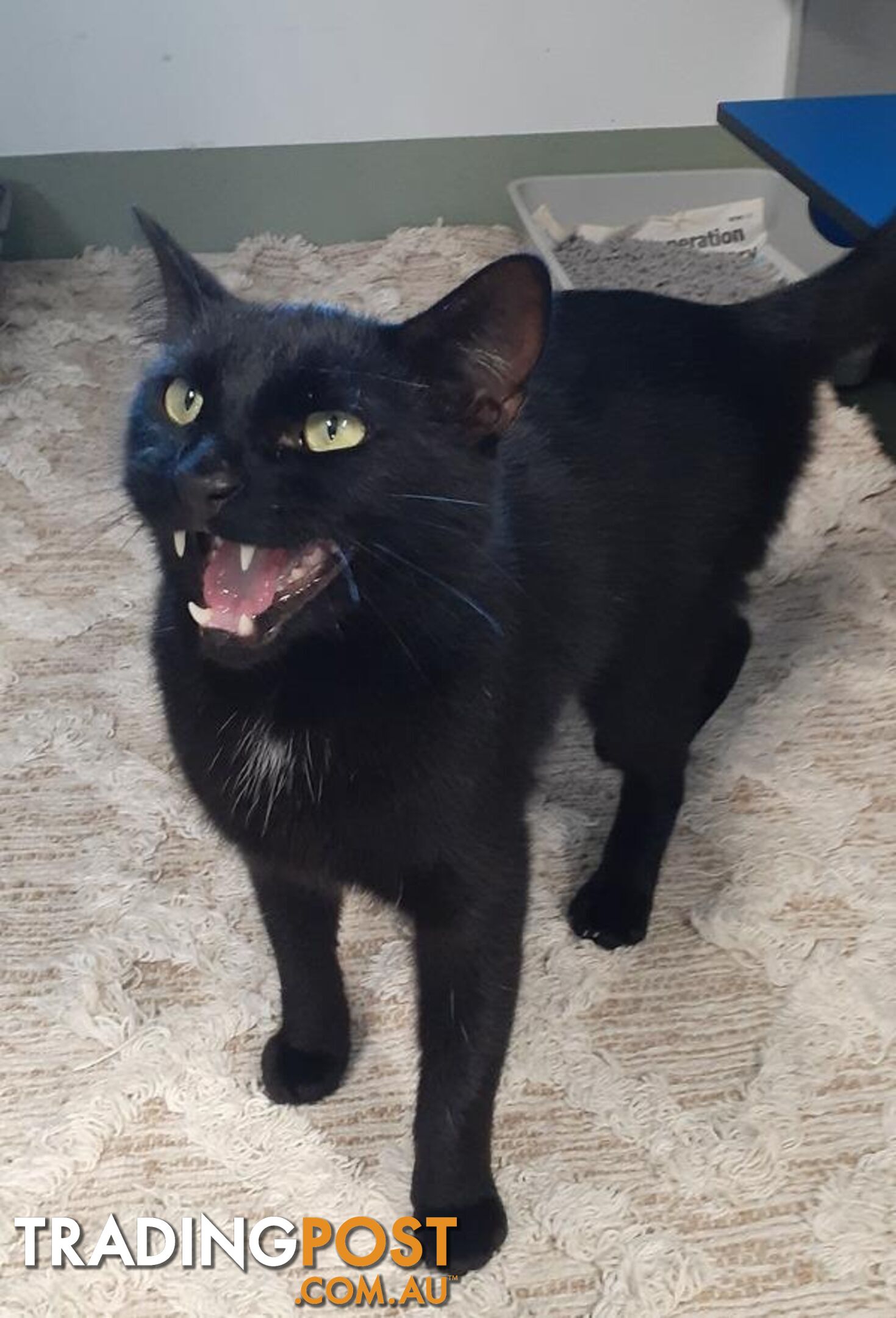 Chad - Domestic Short Hair, 2 Years 6 Months 2 Weeks (approx)