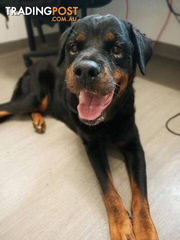 Roxy - Rottweiler, 7 Years 2 Months 1 Week (approx)