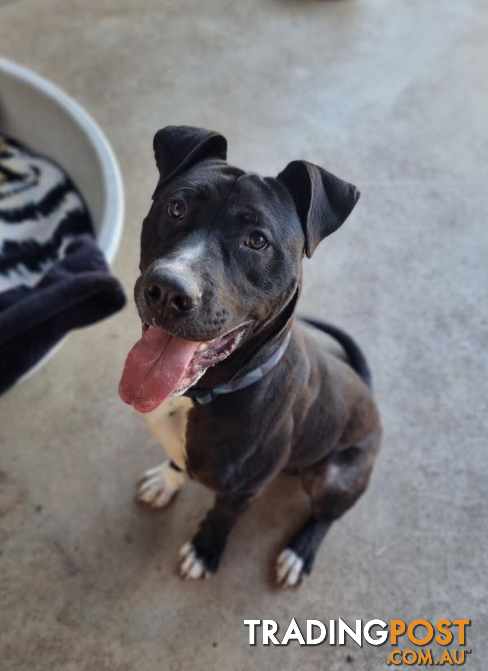 Sherlock - American Staffordshire Terrier, 1 Year 7 Months 2 Weeks (approx)