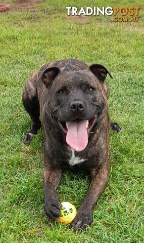 Dustin - Staffordshire Bull Terrier, 4 Years 0 Months 2 Weeks (approx)