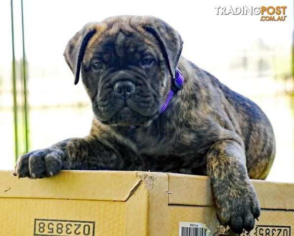 Purebreed ANKC registered Bullmastiff puppies for sale