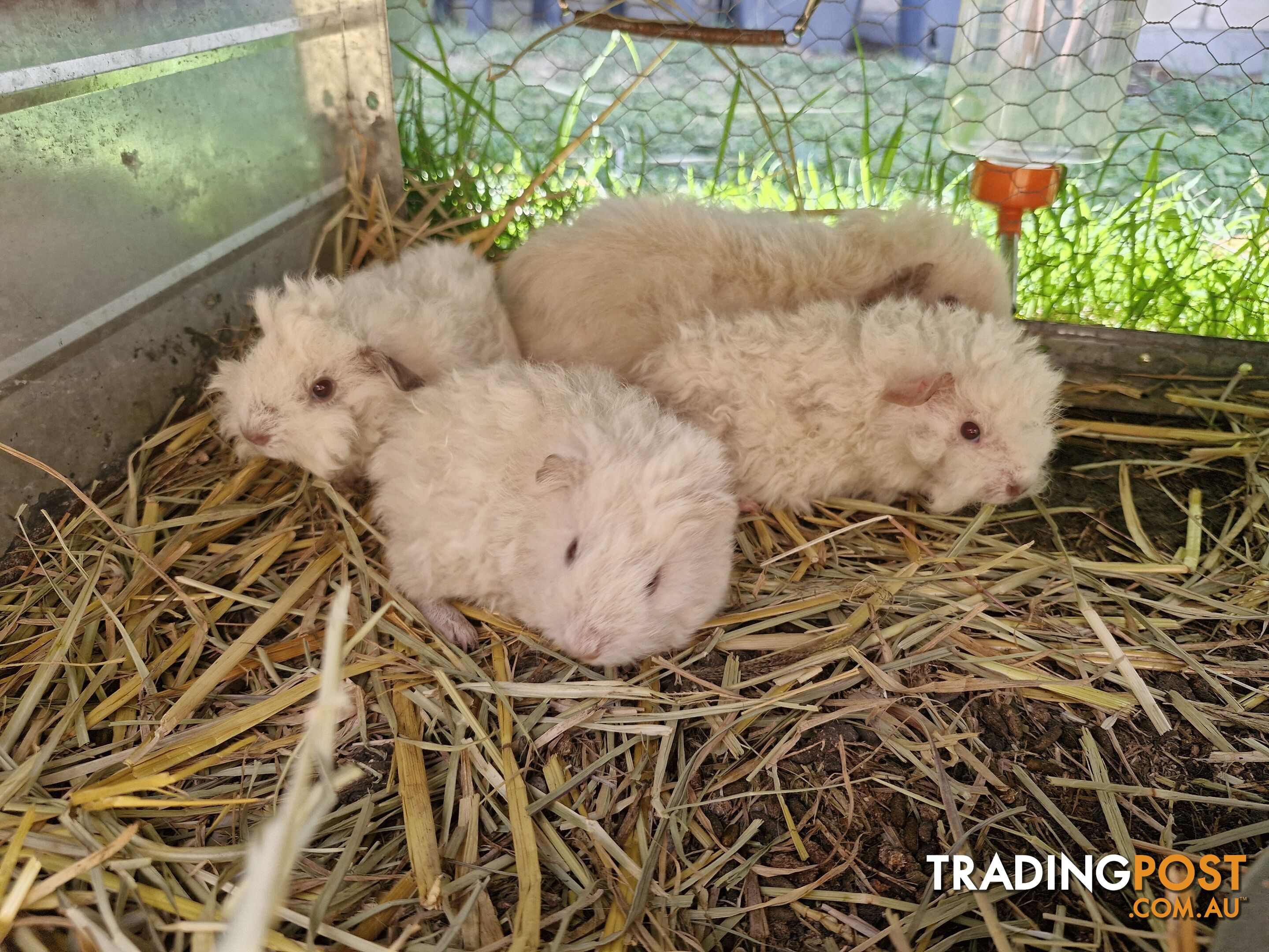 Texel Guinea Pig, Long hair Guinea Pig