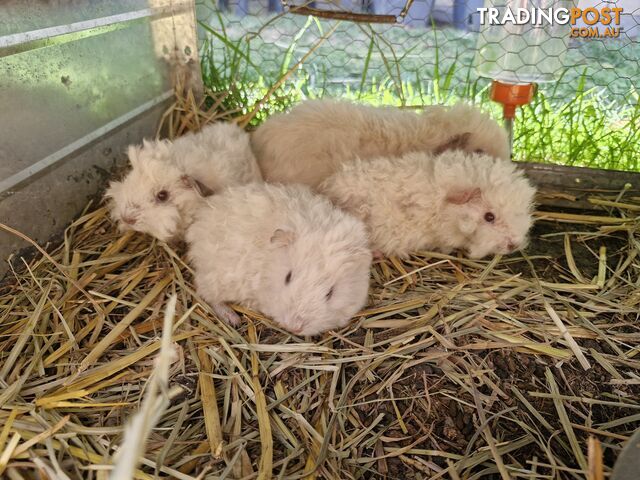 Texel Guinea Pig, Long hair Guinea Pig