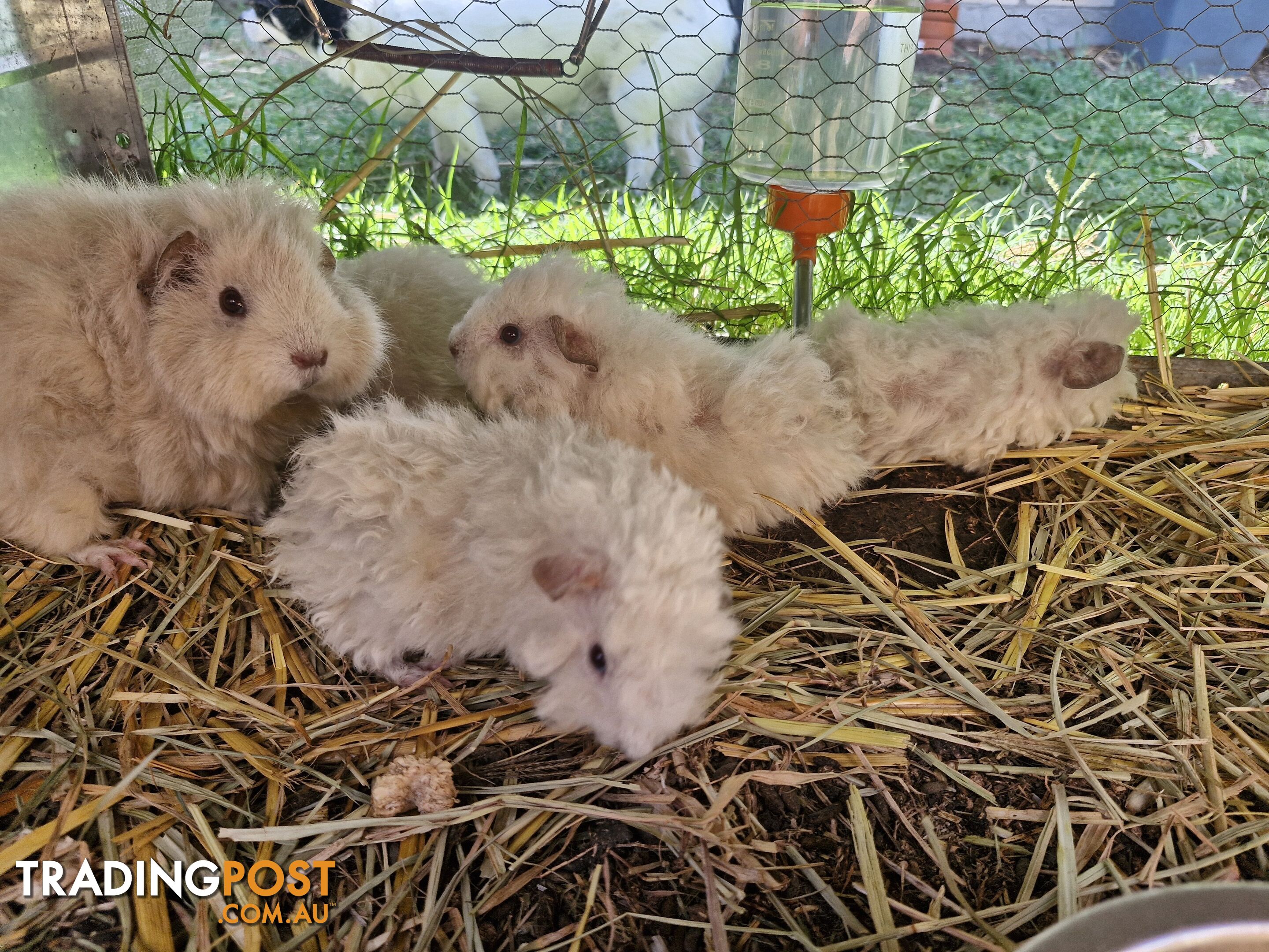 Texel Guinea Pig, Long hair Guinea Pig