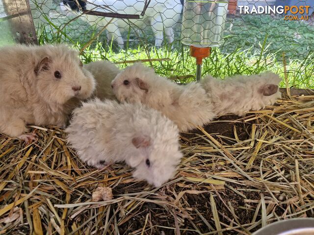 Texel Guinea Pig, Long hair Guinea Pig