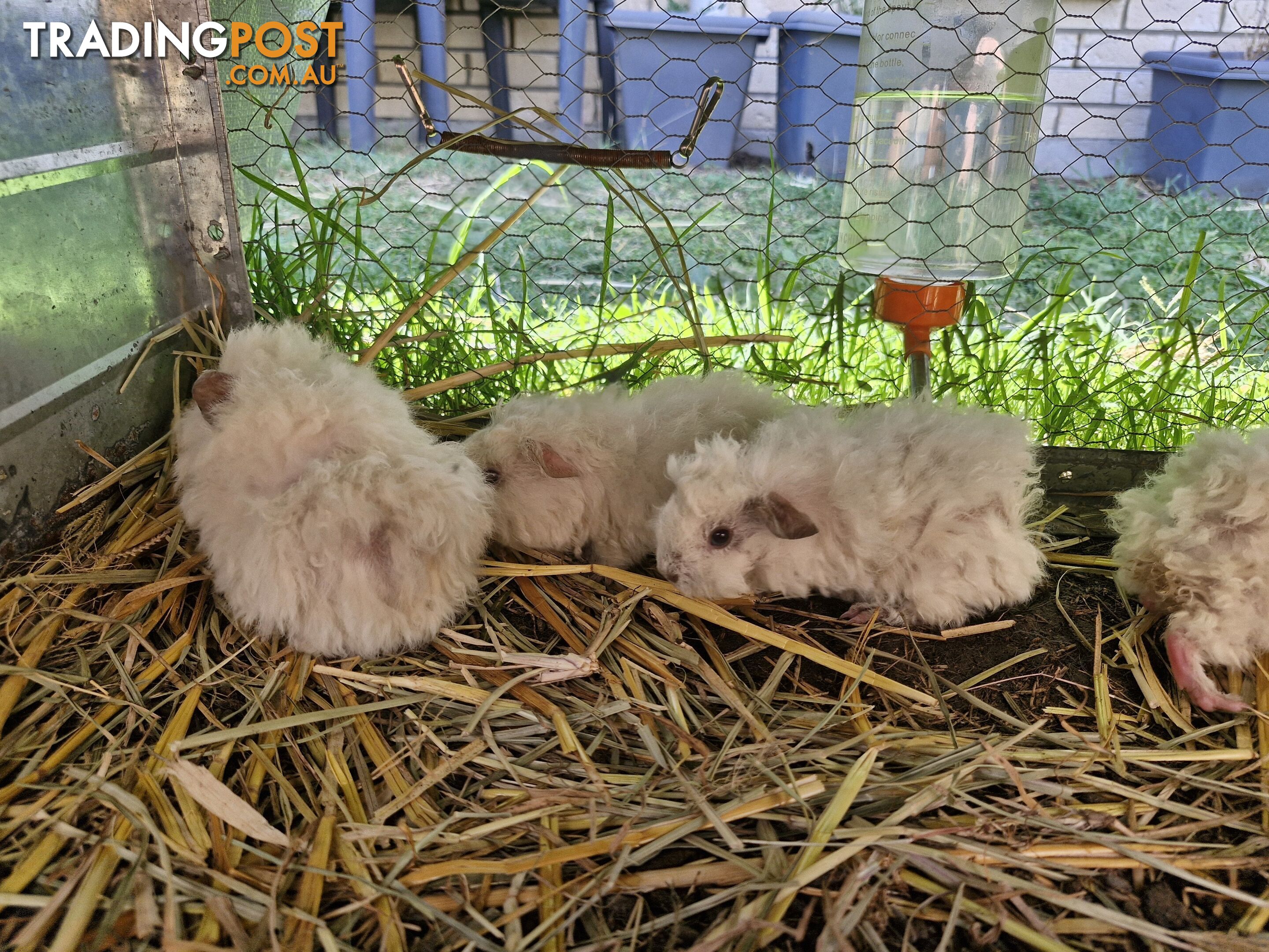 Texel Guinea Pig, Long hair Guinea Pig