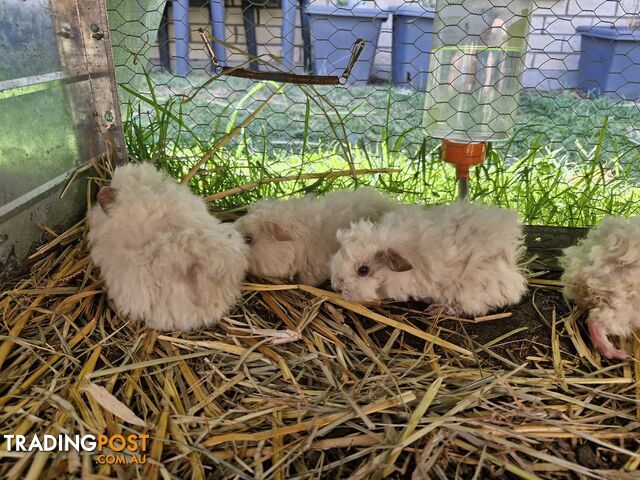 Texel Guinea Pig, Long hair Guinea Pig