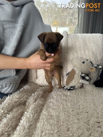 Brussel Griffon Pup