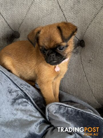 Brussel Griffon Pup