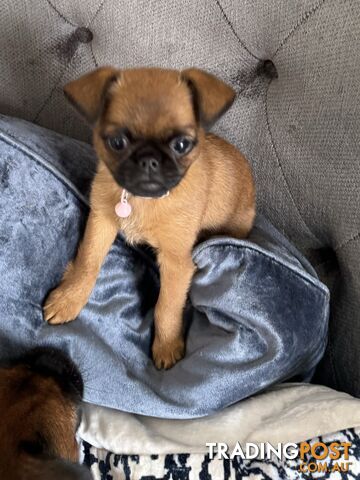 Brussel Griffon Pup