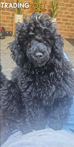 Toy poodle Puppies available on Guardian home agreements