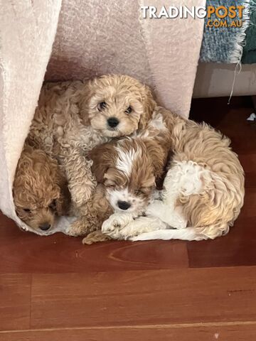 2 Male Cavoodles F2