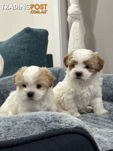 Maltese x Maltese x shih Tzu puppies - 9 weeks old
