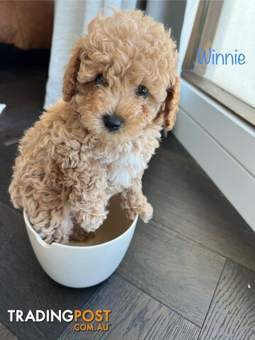 Tiny weeny F1b toy cavoodle puppies - Responsible breeder - Clear DNA