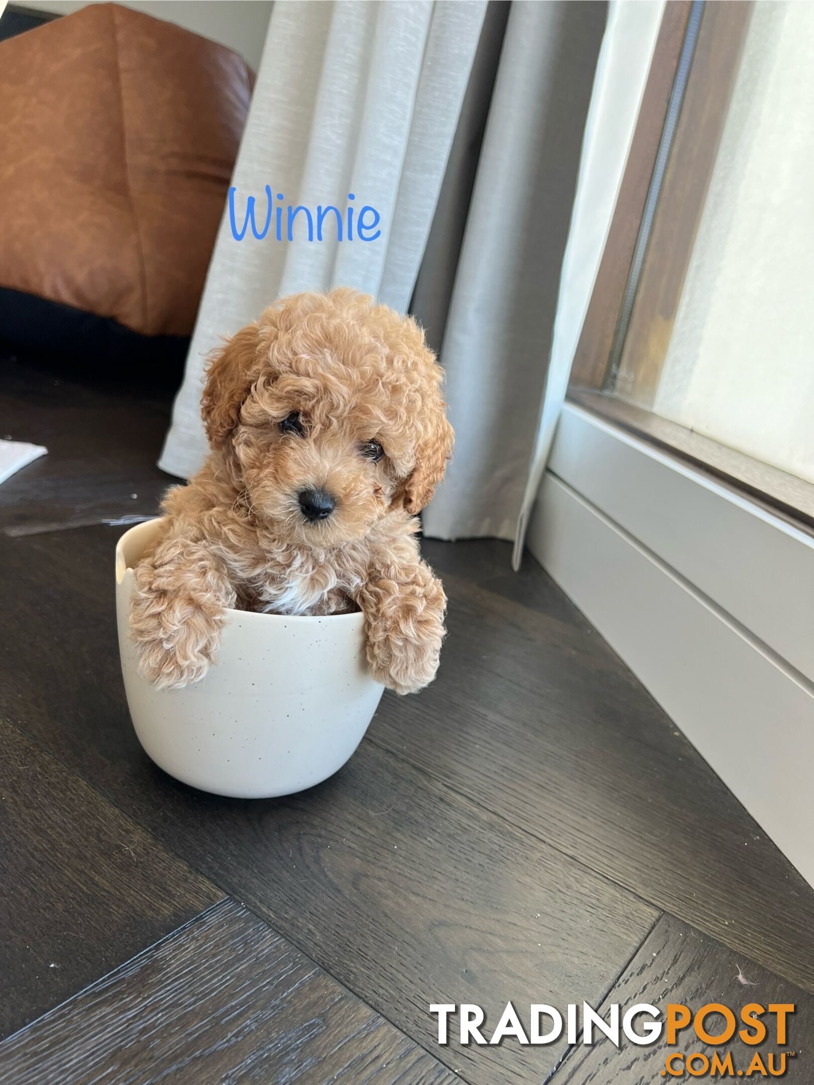 Tiny weeny F1b toy cavoodle puppies - Responsible breeder - Clear DNA