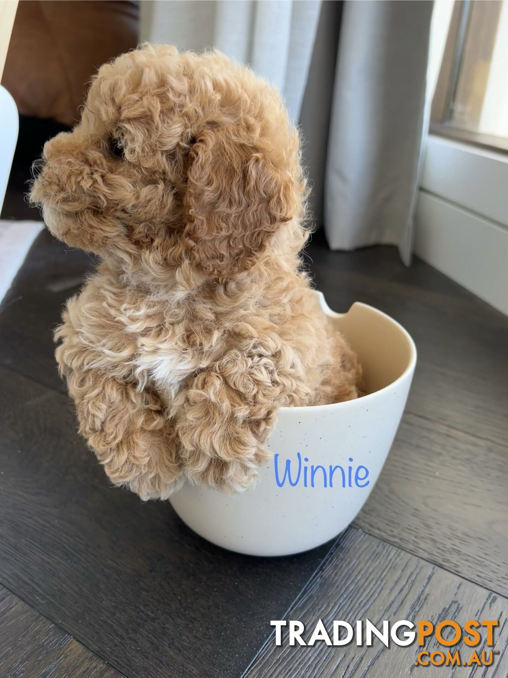 Tiny weeny F1b toy cavoodle puppies - Responsible breeder - Clear DNA