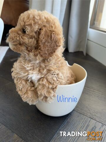 Tiny weeny F1b toy cavoodle puppies - Responsible breeder - Clear DNA