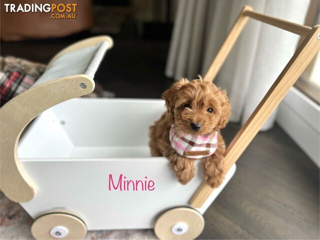 Tiny F1b toy cavoodle puppies - Responsible breeder - Clear DNA