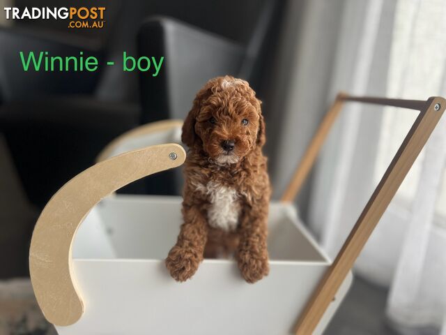F1b toy cavoodle puppies - DNA clear - Responsible Pet Breeder