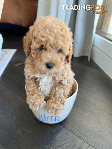 Tiny weeny F1b toy cavoodle puppies - Responsible breeder - Clear DNA