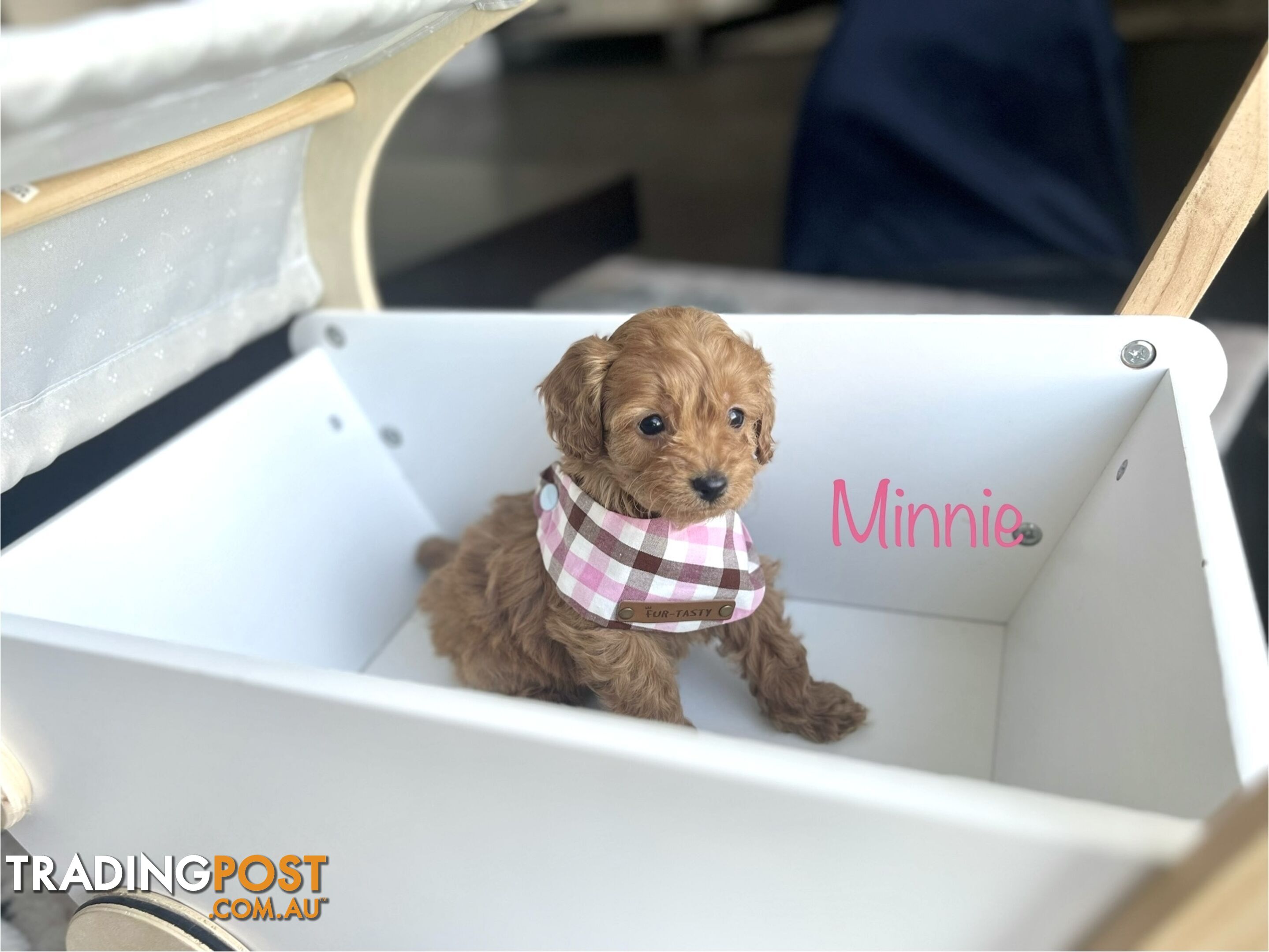 Tiny weeny F1b toy cavoodle puppies - Responsible breeder - Clear DNA