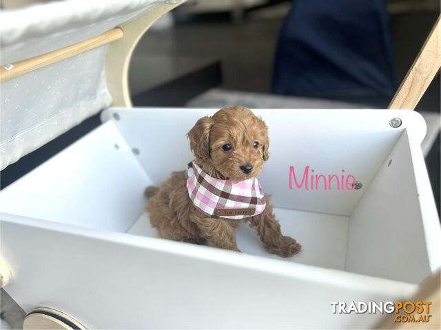 Tiny weeny F1b toy cavoodle puppies - Responsible breeder - Clear DNA