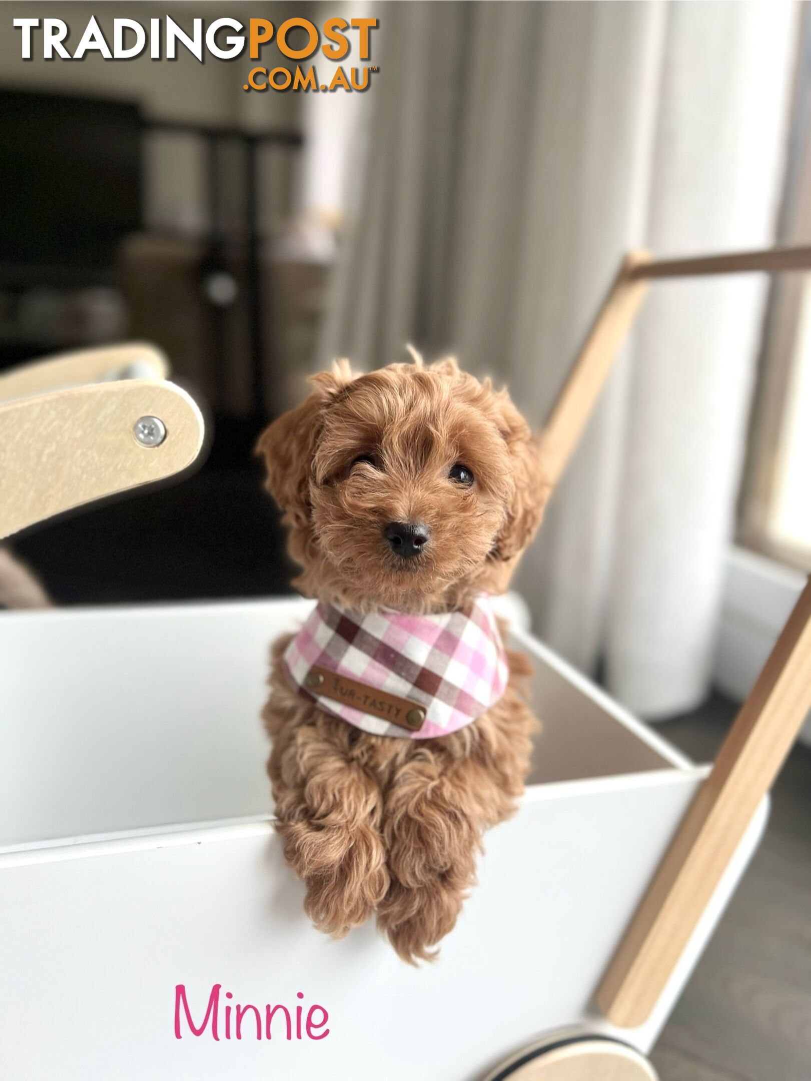 Tiny weeny F1b toy cavoodle puppies - Responsible breeder - Clear DNA