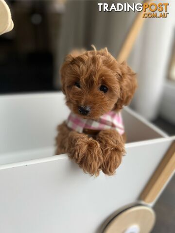 Stunning Tiny weeny F1b toy cavoodle puppies - Responsible breeder - Clear DNA