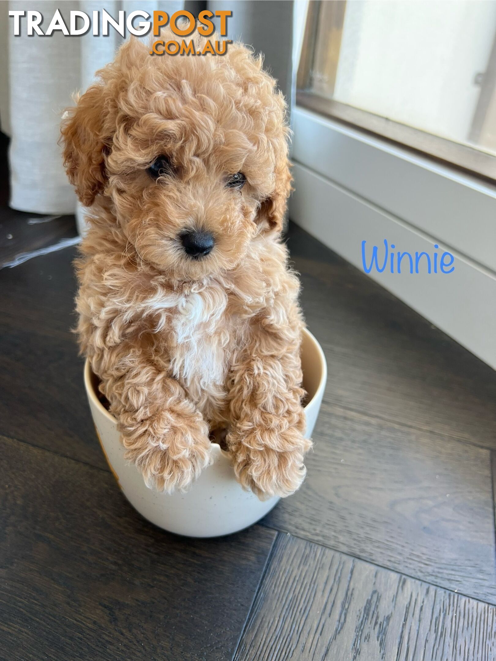 Tiny weeny F1b toy cavoodle puppies - Responsible breeder - Clear DNA