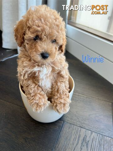 Tiny F1b toy cavoodle puppies - Responsible breeder - Clear DNA