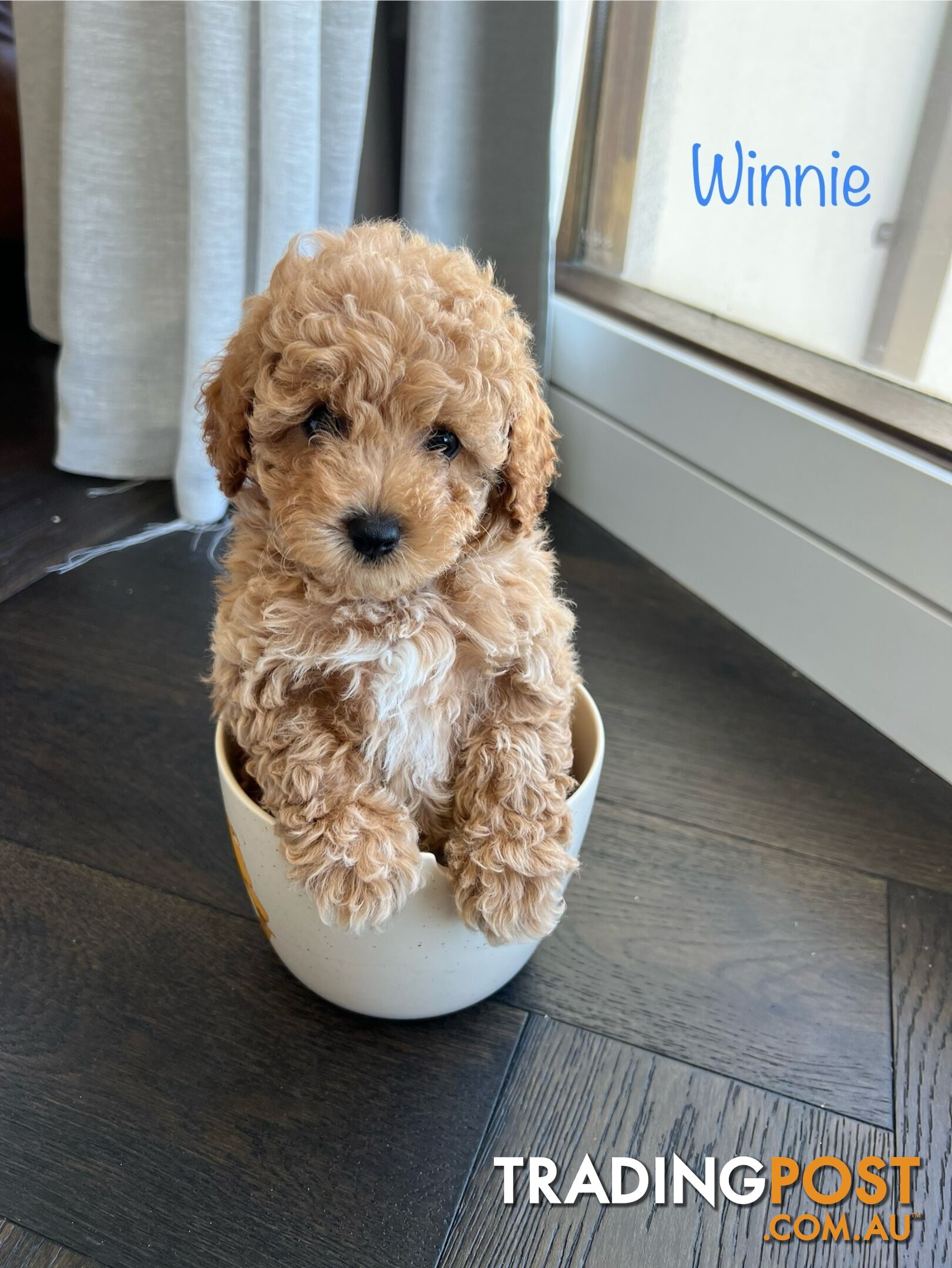 Tiny weeny F1b toy cavoodle puppies - Responsible breeder - Clear DNA