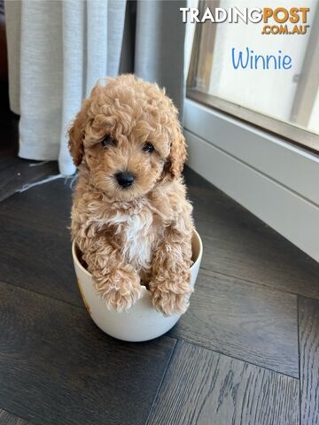 Tiny F1b toy cavoodle puppies - Responsible breeder - Clear DNA