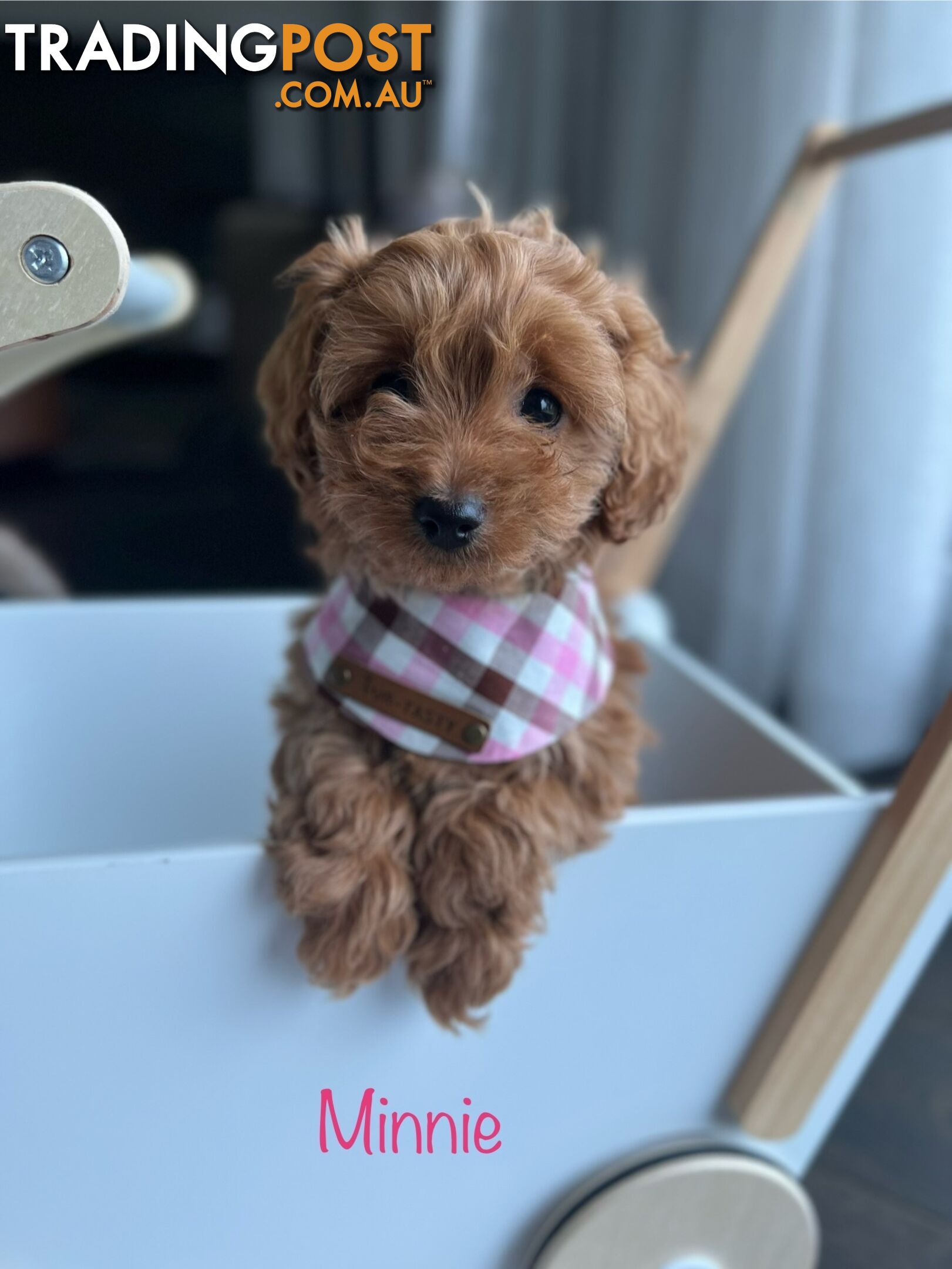 Tiny weeny F1b toy cavoodle puppies - Responsible breeder - Clear DNA