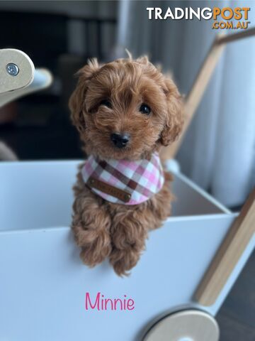 Stunning Tiny weeny F1b toy cavoodle puppies - Responsible breeder - Clear DNA