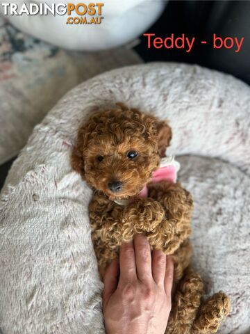 F1b toy cavoodle puppies - DNA clear - Responsible Pet Breeder