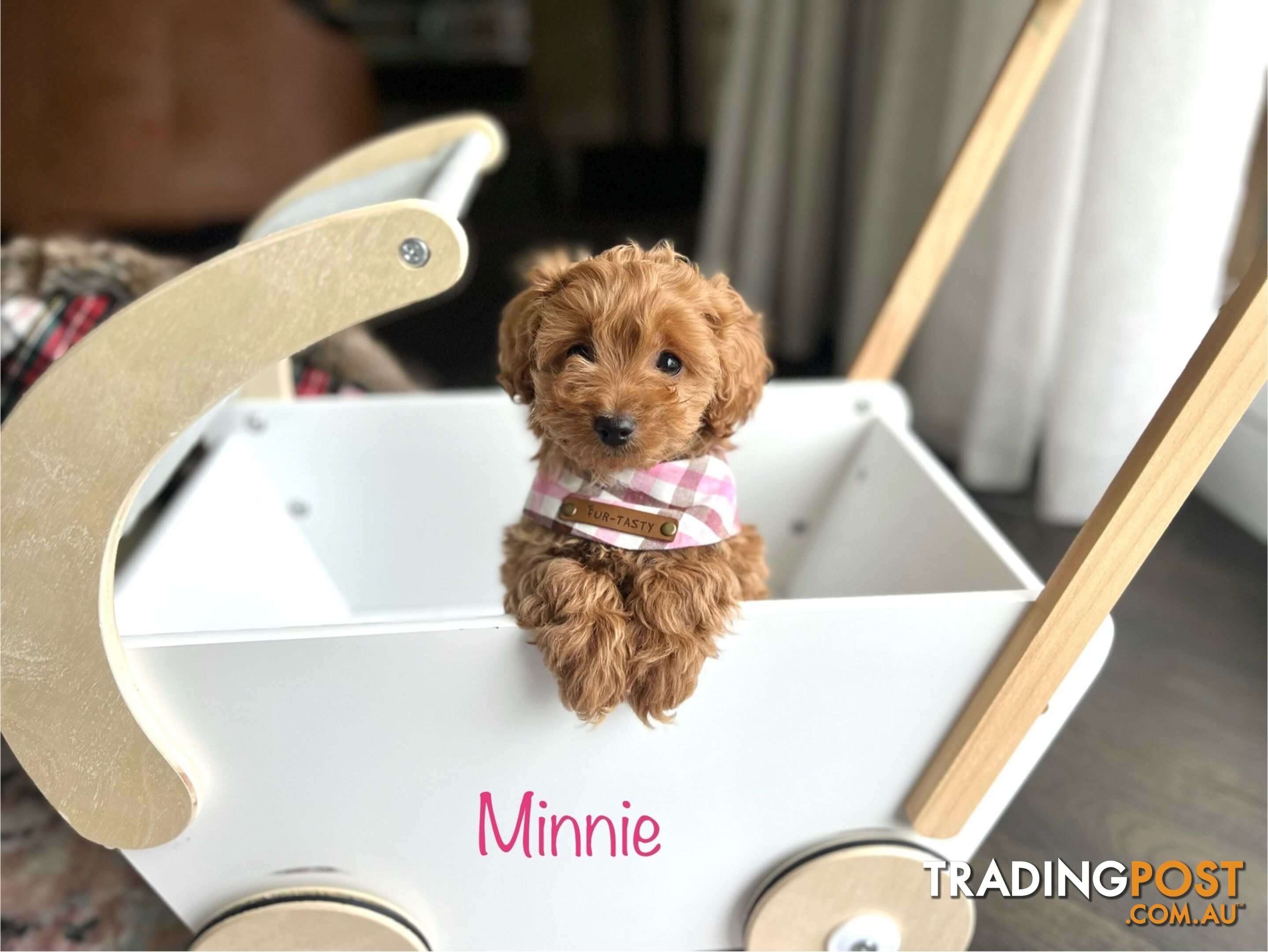 Tiny weeny F1b toy cavoodle puppies - Responsible breeder - Clear DNA