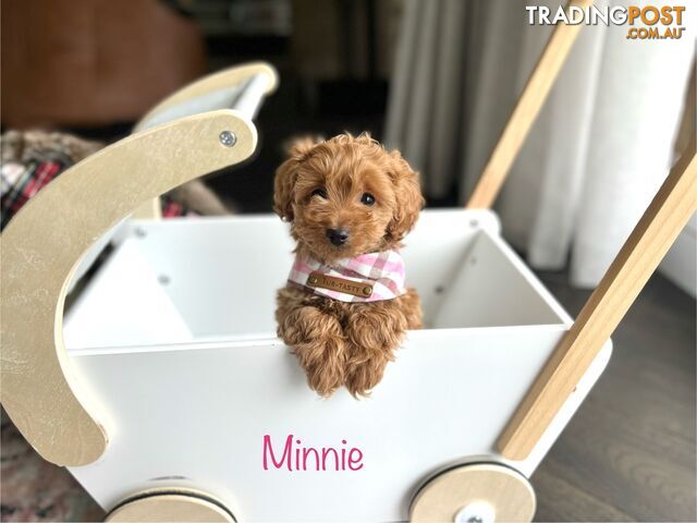 Tiny F1b toy cavoodle puppies - Responsible breeder - Clear DNA