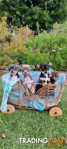 Miniature Chihuahua puppies.