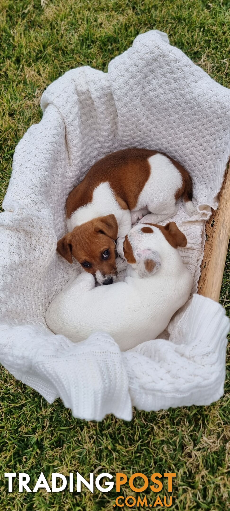 Purebred Jack Russell puppies 🐶