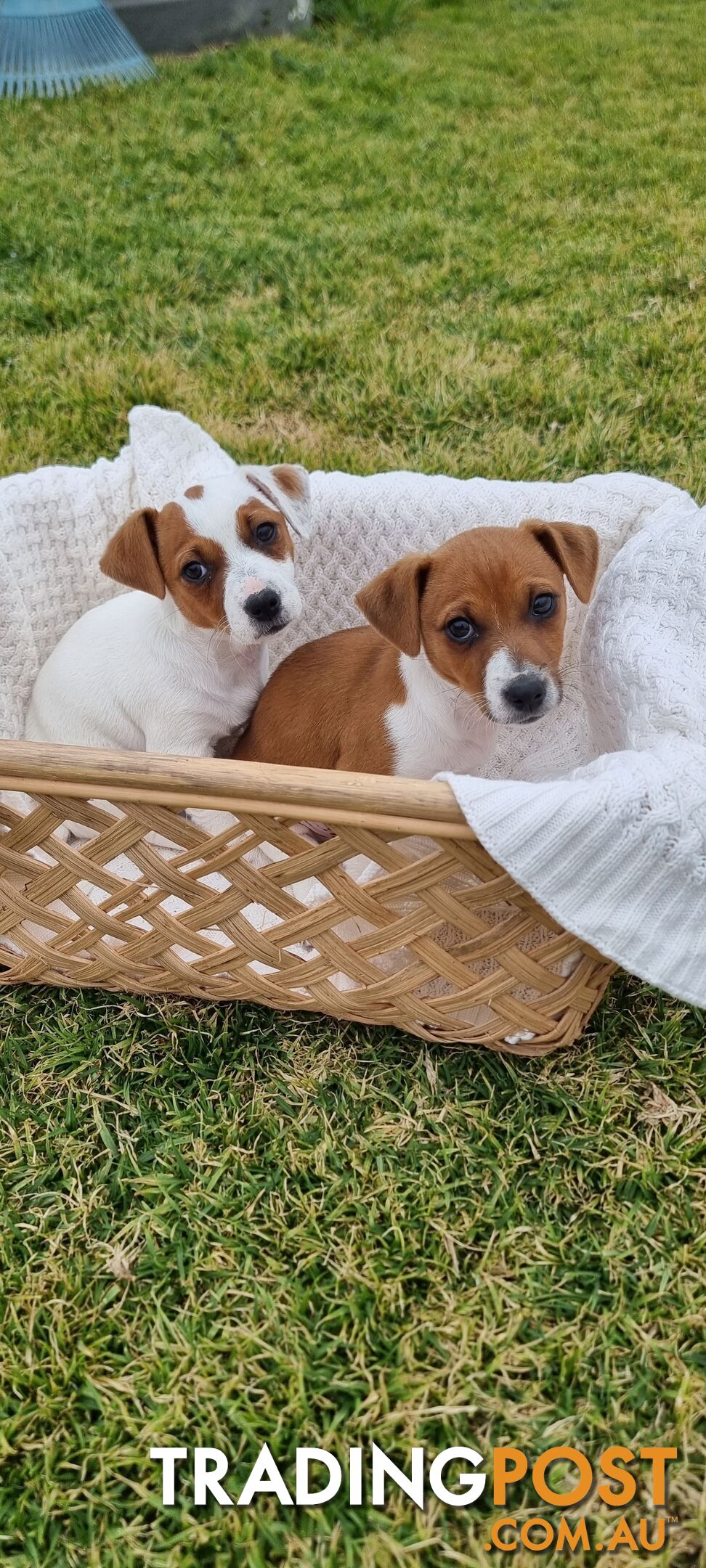 Purebred Jack Russell puppies 🐶