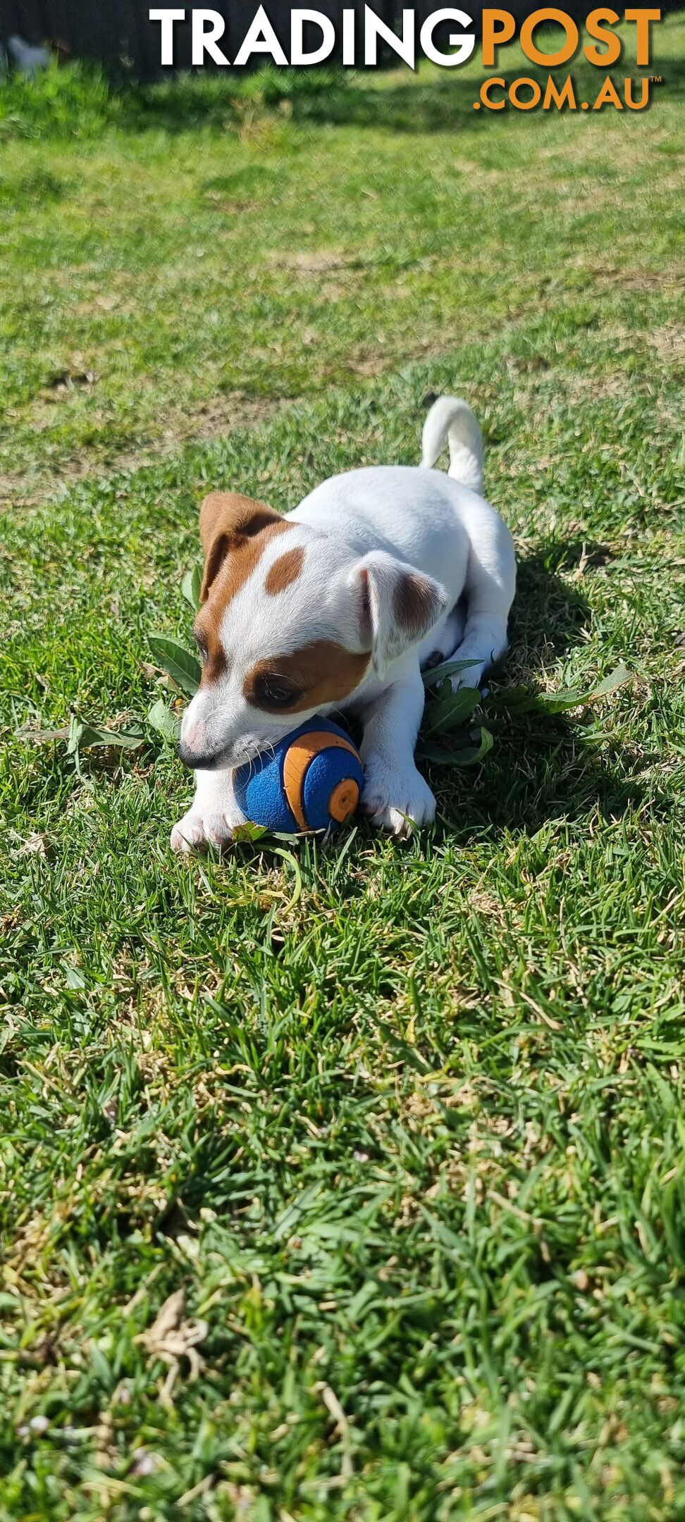 Purebred Jack Russell puppies 🐶