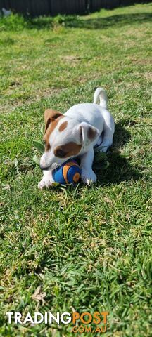 Purebred Jack Russell puppies 🐶